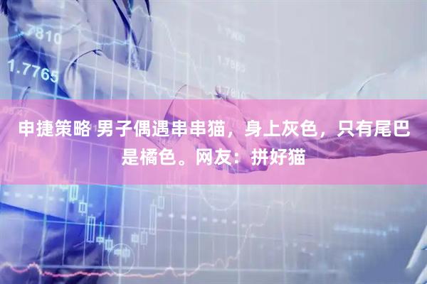 申捷策略 男子偶遇串串猫，身上灰色，只有尾巴是橘色。网友：拼好猫